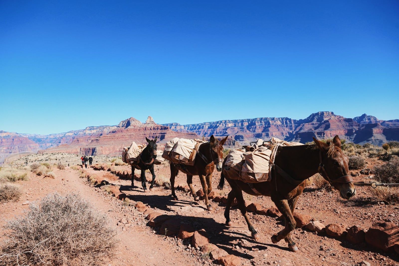 Pack mules and hikers travel along the Bright Angel Trail beneath towering rock formations in Grand Canyon National Park.
