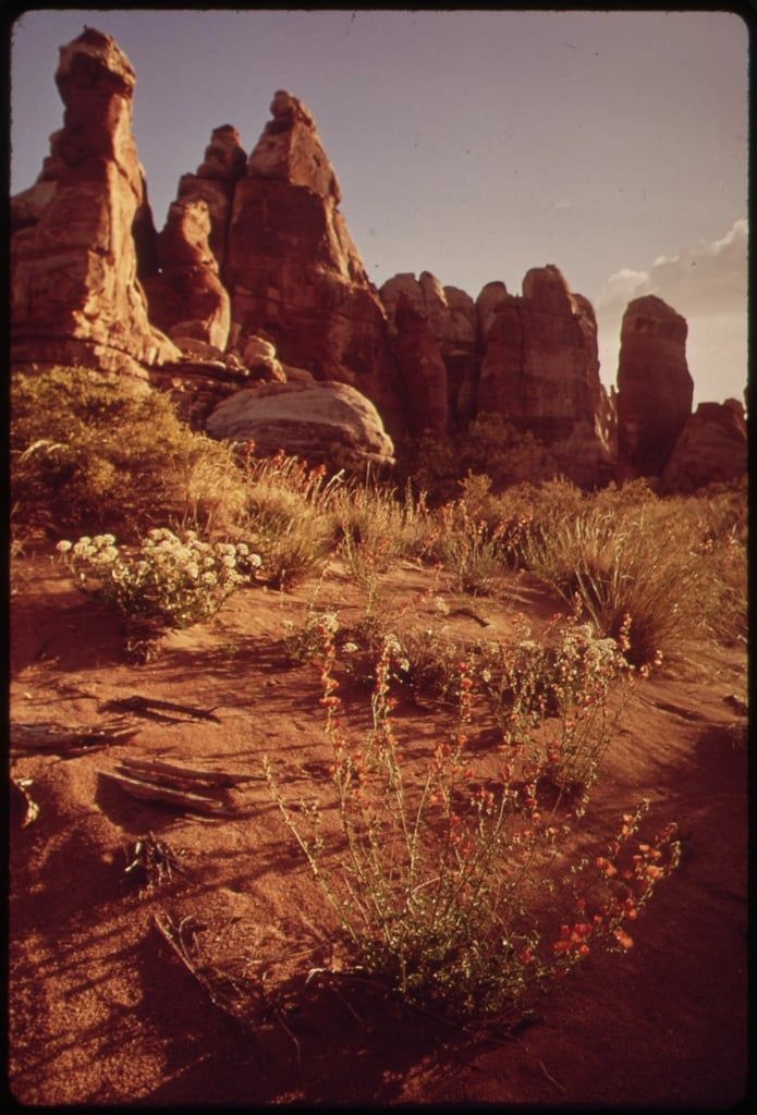 Desert wildflowers grow in front of the sandstone spires of the Doll House in Canyonlands National Park.